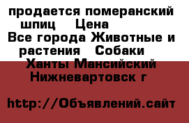 продается померанский шпиц  › Цена ­ 35 000 - Все города Животные и растения » Собаки   . Ханты-Мансийский,Нижневартовск г.